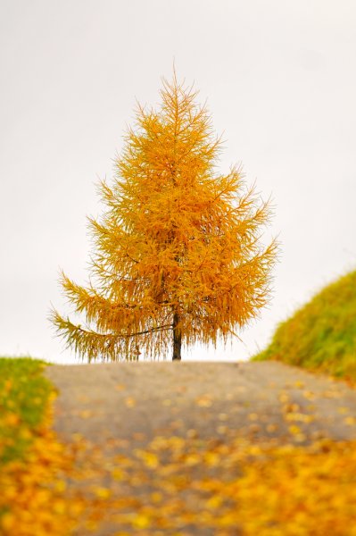 Лиственница Сибирская Осе