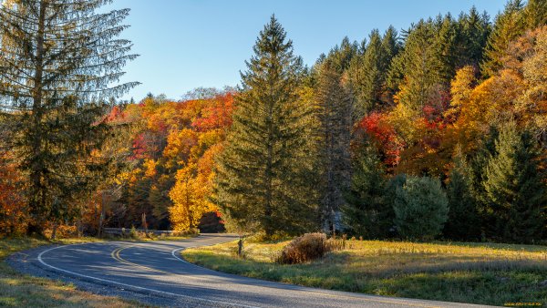 Осень и ели дороги