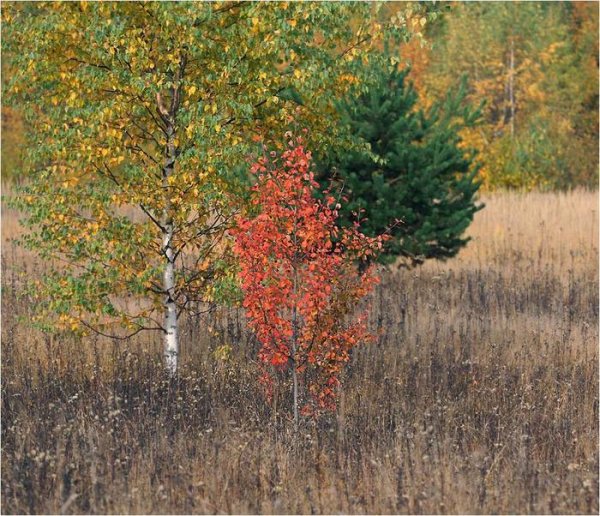 Рябина осина клен