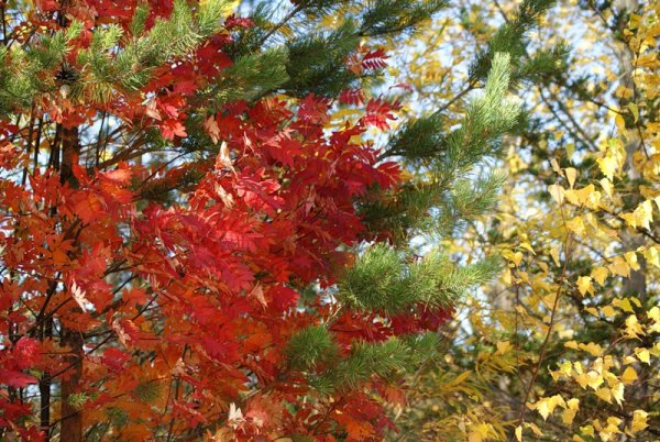 Сосна и клен