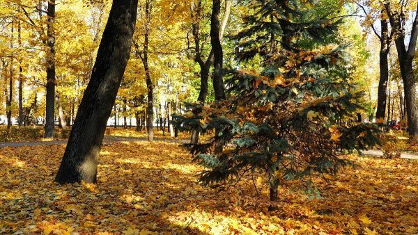 Осенний пейзаж с елками