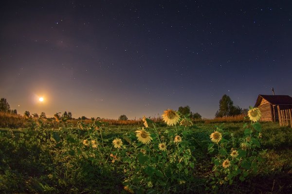 Ночная деревня летом