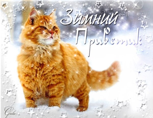 Зимний привет котики