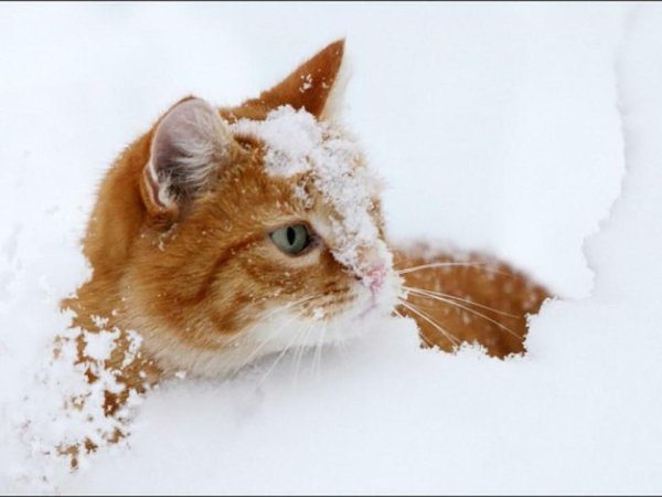 Рыжий котенок в снегу