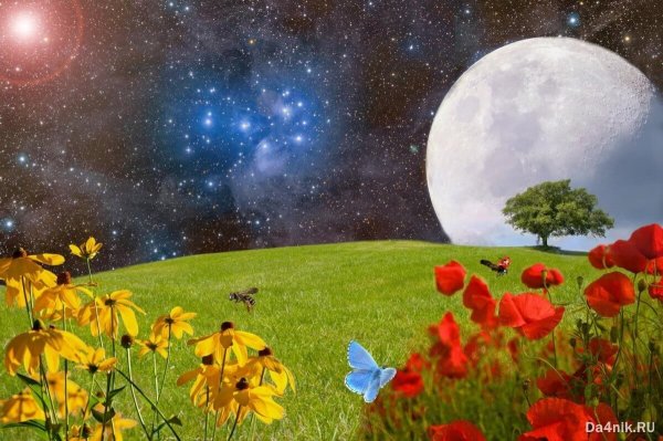 Луна Луна цветы цветы