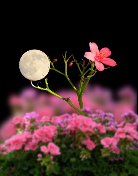 Ночные цвета