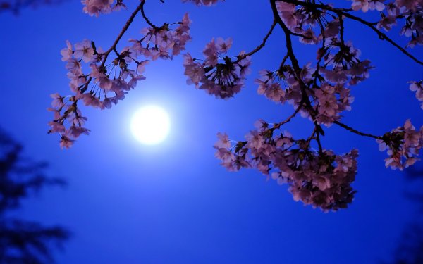 Луна и цветы