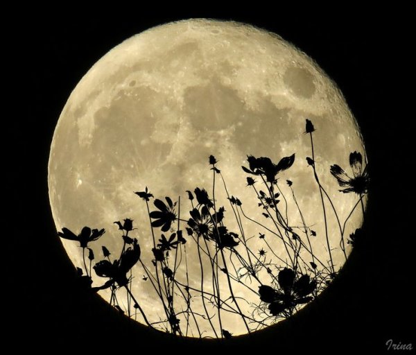 Цветочное полнолуние