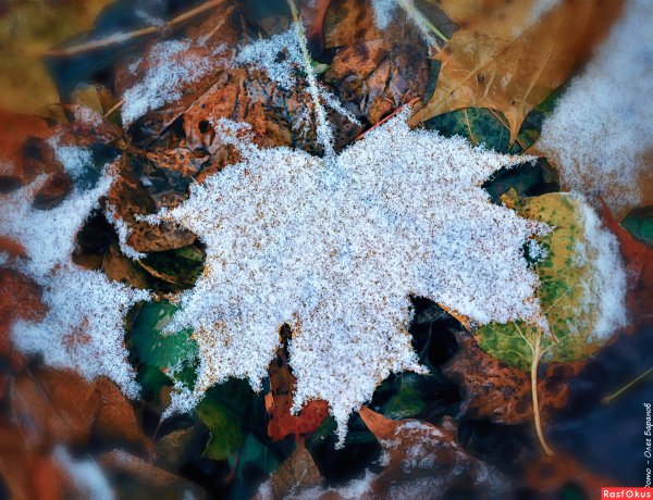 Первый снег на листьях