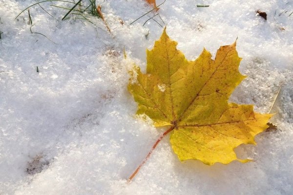 Кленовые листья в снегу