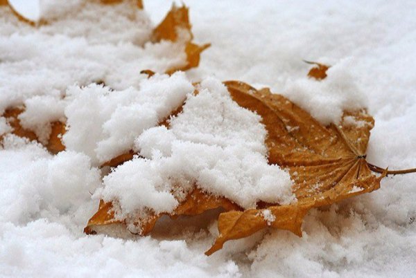 Лист клена в снегу