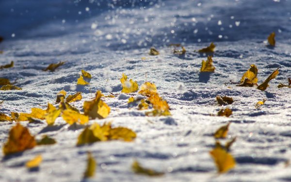Желтые листья и снег