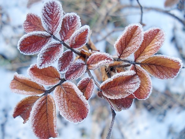 Первый снег