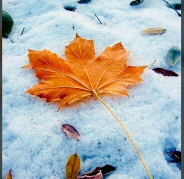 Осень первый снег