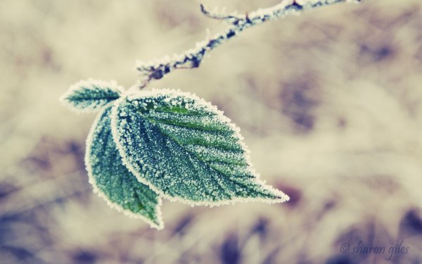 Листья в инее