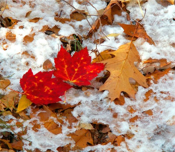 Осень первый снег