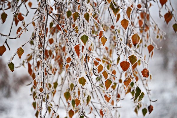 Береза осенью в инее
