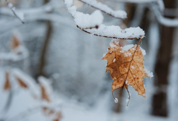 Зима снег листья