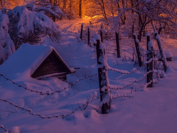 Зимний лес ночью