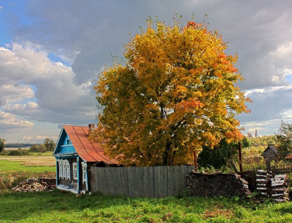 Оссеннее дерево клён в деревне