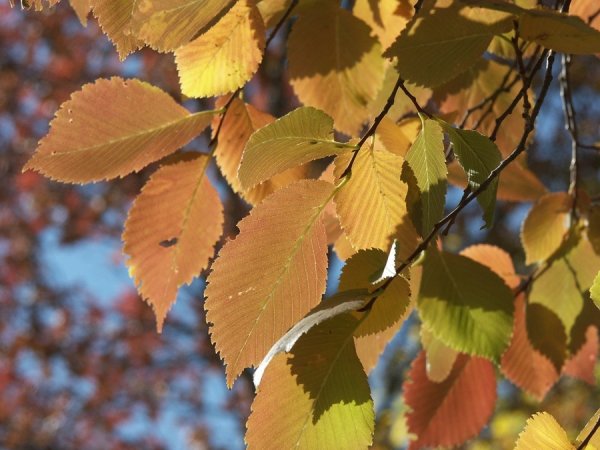 Ulmus вяз осень