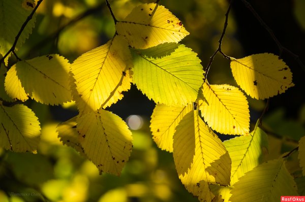Листья карагача осенью