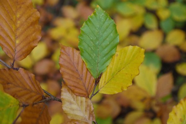 Осенний лист вяза