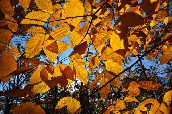 Вяз мелколистный осенью