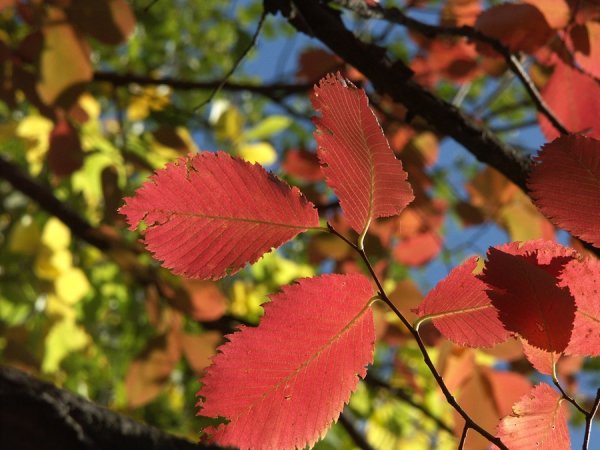Вяз мелколистный осень