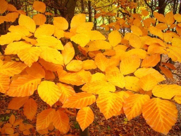 Ильм вяз осень