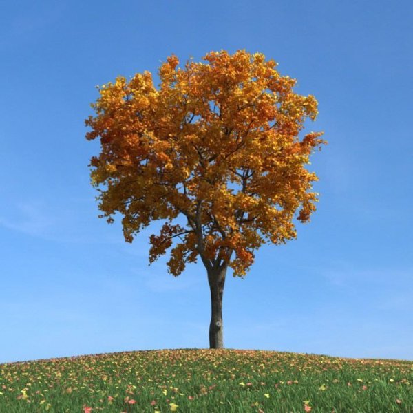 Вяз карагач осенью