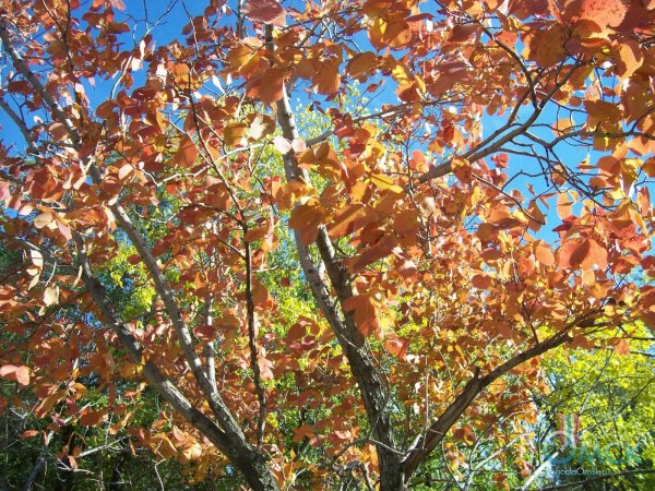 Вяз гладкий осень