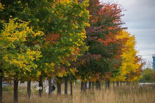 Вяз мелколистный осенью