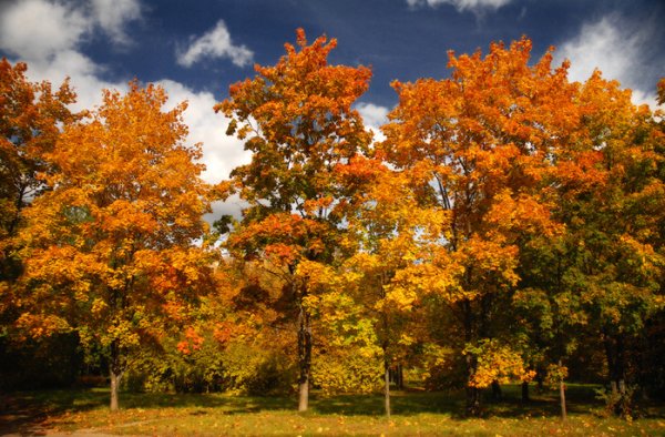 Вяз дерево осенью