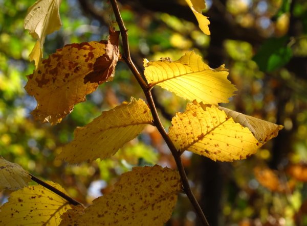 Листья карагача осенью