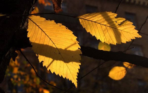 Листья карагача осенью