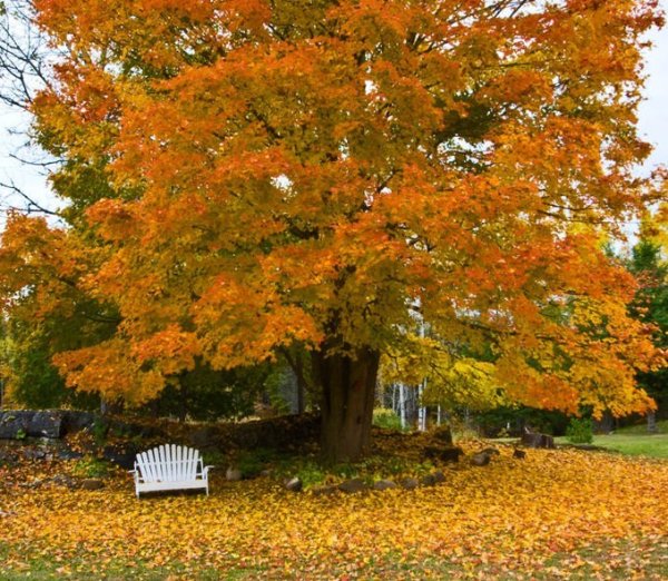 Вяз осенью Калининград