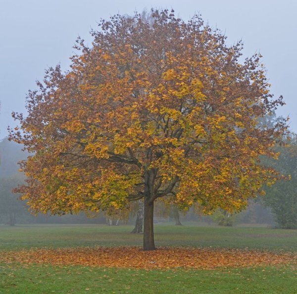 Вяз шершавый осенью