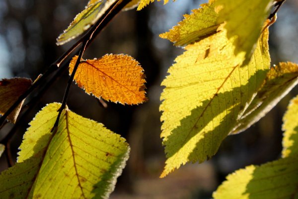 Вяз карагач осенью