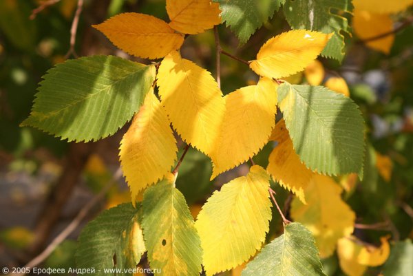 Листья вяза осенью