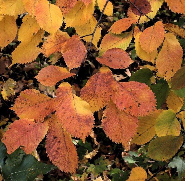 Вяз мелколистный осень