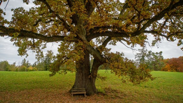 Дуб черешчатый осень