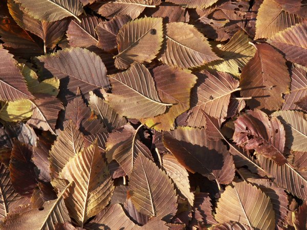 Осенний лист вяза