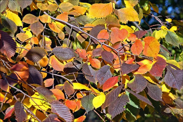 Листья вяза и карагача
