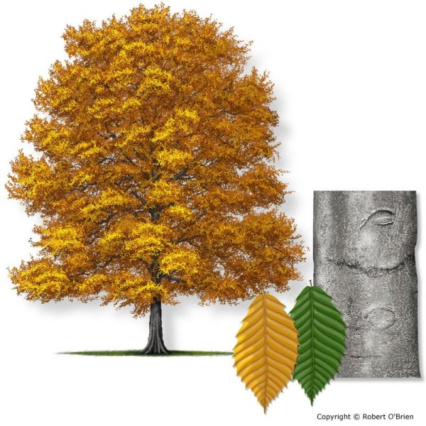 Бук крупнолистный