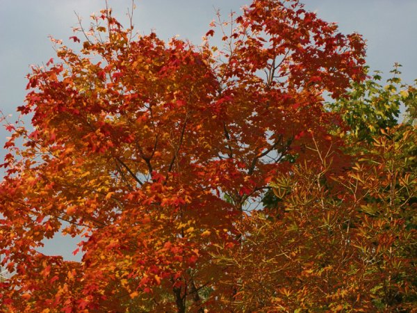 Вяз гладкий осень