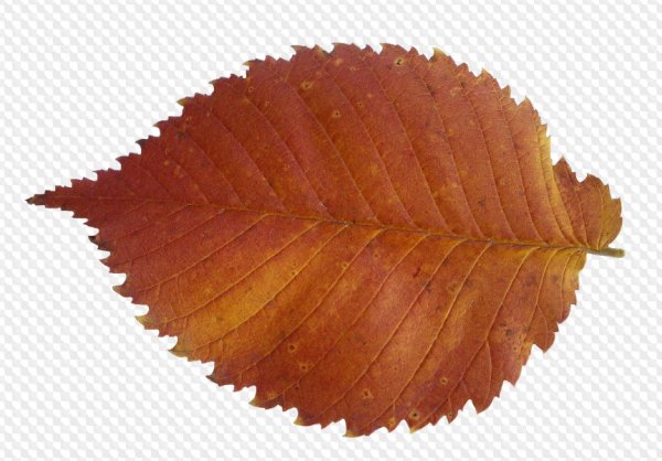 Осенний лист вяза