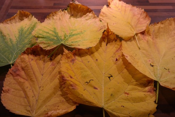 Вяз шершавый осенью