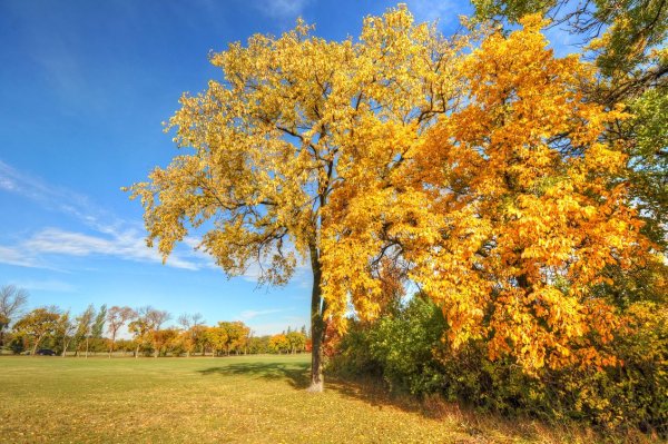 Вяз гладкий осенью