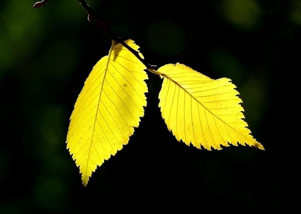 Осенний лист вяза